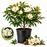 Sweetbay Magnolia Tree, 3 Gallon Potted Plant, 3 Ft Tall, High-Vigor Cold-Hardy Flowering Shrub for Home Landscapes, Tree for Wet Soils with Lemon-Scented Blossoms (No Ship to CA,HI,AK)
