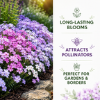 500 Mountain Phlox Seeds, Non-GMO, Native Wildflower Seeds, Vibrant Pink & Lavender Star-Shaped Perennial, Ideal for Gardens