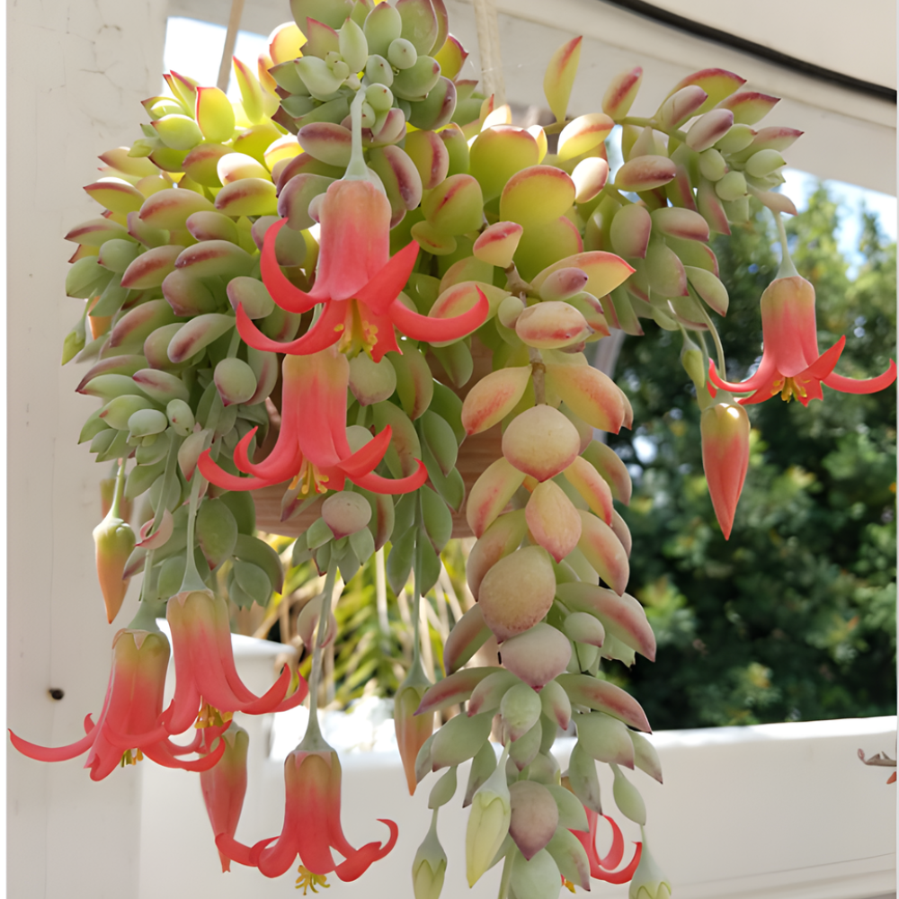 Cotyledon Pendens Succulent Plant Live | 4 Inch Pot Rare Trailing Variety Houseplant for Indoor Growing and Collections