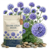 300 Pcs Globe Gilia Seeds, Non-GMO Heirloom Wildflower, Cultivate Robust Lacy Foliage, Easy to Care Outdoor Yard Decor