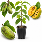 Pawpaw Tree Live Plant in Quart Pot, 12-18 Inch Tall, Cold Hardy Fruit Tree, Tropical-Like Pawpaw Fruit, Easy to Grow Native Tree for Home Garden & Orchard