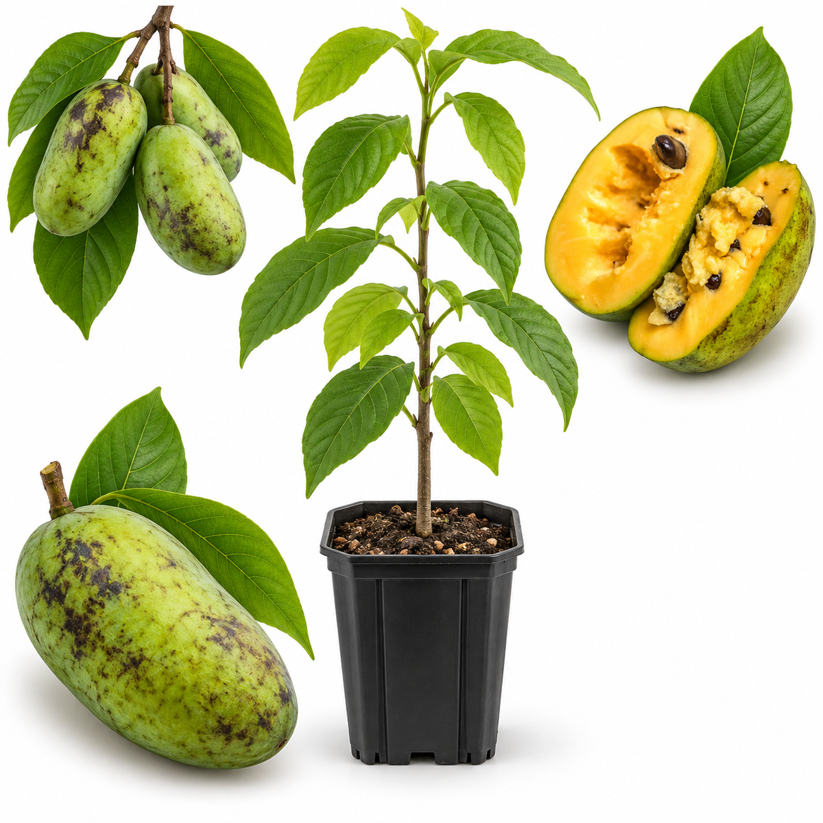 Pawpaw Tree Live Plant in Quart Pot, 12-18 Inch Tall, Cold Hardy Fruit Tree, Tropical-Like Pawpaw Fruit, Easy to Grow Native Tree for Home Garden & Orchard