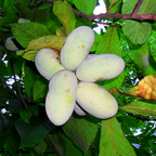 Pawpaw Tree Live Plants, 12-18 Inch Tall, Quart Pot, Low Maintenance Deciduous Fruit Shrub, Robust Well-Rooted Native Plants for Garden