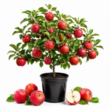 Zestar Apple Tree Live Plant in 3 Gallon Pot - Fast Growing Apple Trees Live Plants Ready to Fruit, Perfect for Home Backyard and Garden (No Ship to CA, HI, AK)