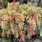 Cotyledon Pendens Succulent Plant Live | 4 Inch Pot Rare Trailing Variety Houseplant for Indoor Growing and Collections