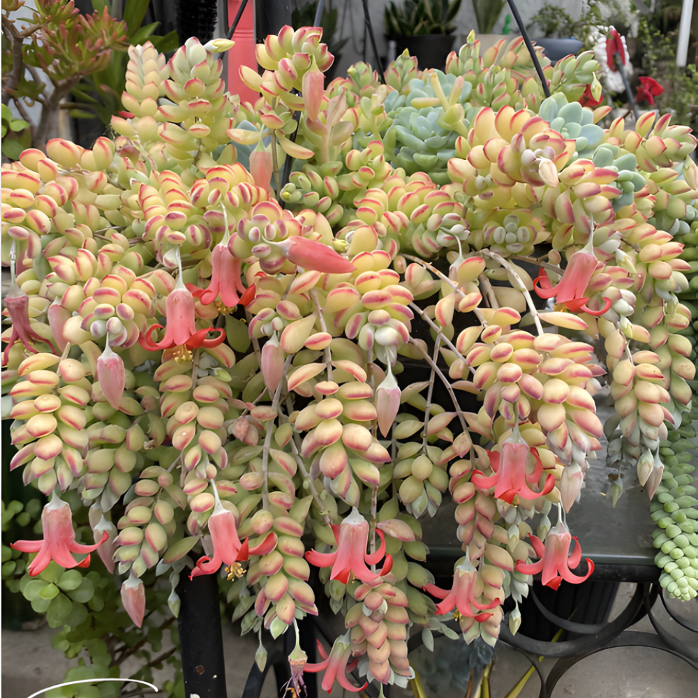 Cotyledon Pendens Succulent Plant Live | 4 Inch Pot Rare Trailing Variety Houseplant for Indoor Growing and Collections
