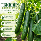 50 Tendergreen Burpless Cucumber Seeds, Non-GMO, Crispy Sweet Cucumber Vegetable Seeds, Fast Growing Summer Crop for Garden Trellis