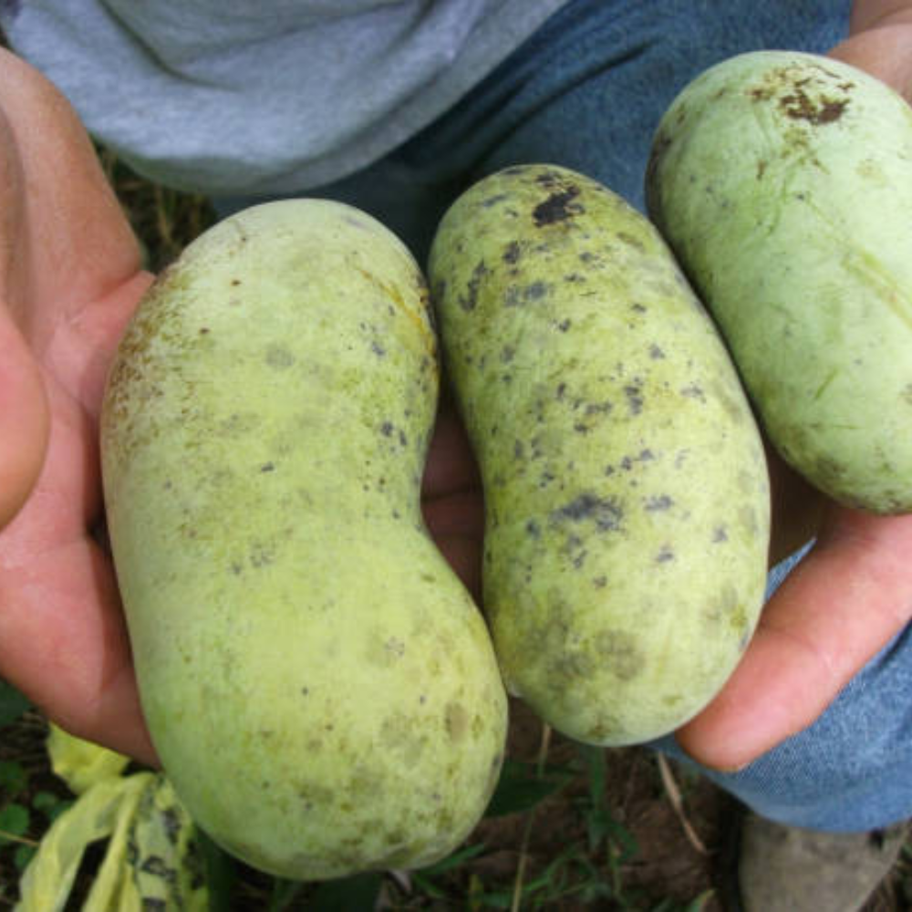 Pawpaw Live Plants, 12-18 Inch Tall, Quart Pot Asimina Triloba Native Fruit Trees, Deciduous Tropical Tree for Backyard