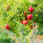 Pomegranate Plant Live in 4 Inch Pot | Salavatski Pomegranate Tree for Planting | Fruit-Bearing Live Pomegranate Plants for Garden, Backyard Orchard & Patio Containers