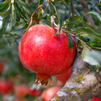 Live Pomegranate Tree Plant in 4 Inch Pot | Pomegranate Plant Live for Planting | Hardy, Fast-Growing Fruit Tree for Home Gardens, Outdoor Beds & Edible Landscapes