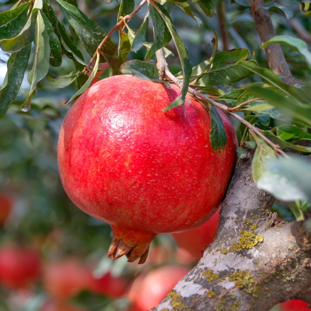 Live Pomegranate Tree Plant in 4 Inch Pot | Pomegranate Plant Live for Planting | Hardy, Fast-Growing Fruit Tree for Home Gardens, Outdoor Beds & Edible Landscapes