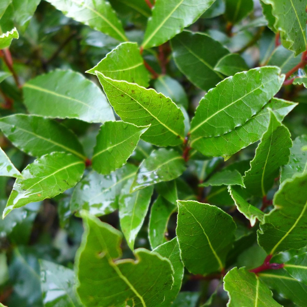 Bay Leaf Tree Live Plant in 4 Inch | Fresh Bay Laurel Herb | Ideal for Home Kitchen Garden | Indoor or Outdoor Garden Use