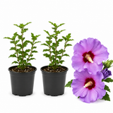 2 Purple Althea Live Plants (Rose of Sharon) | 10-12 Inch Tall Flowering Trees | Hardy Hibiscus Shrubs for Outdoor Planting, Landscaping & Garden Beds