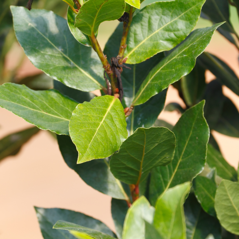 Bay Leaf Tree Live Plant in 4 Inch | Fresh Bay Laurel Herb | Ideal for Home Kitchen Garden | Indoor or Outdoor Garden Use