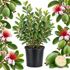 Pineapple Guava Tree Live Plant in 3 Gallon Pot, Easy Care, Well Rooted, Edible Fruit Tree, Ideal for Yard, Patio & Outdoor Spaces (No Ship to CA, HI, AK)