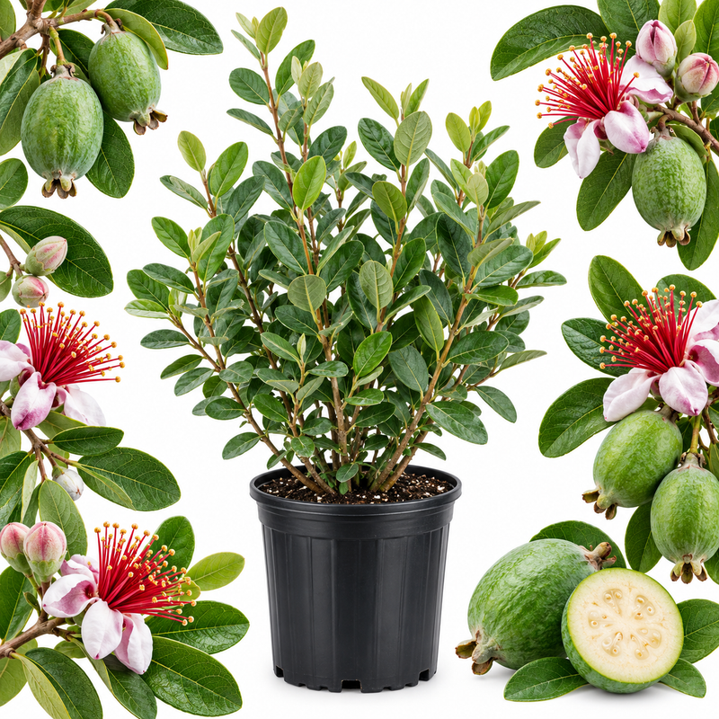 Pineapple Guava Tree Live Plant in 3 Gallon Pot, Easy Care, Well Rooted, Edible Fruit Tree, Ideal for Yard, Patio & Outdoor Spaces (No Ship to CA, HI, AK)