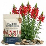 600 Pcs Standing Cypress Seeds, Cultivate Robust Feathery Foliage & Bright Red Spikes, Easy to Care Outdoor Yard Decor