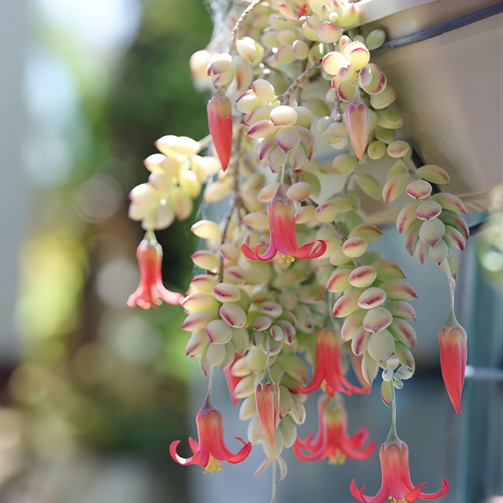 Cotyledon Pendens Succulent Plant Live | 4 Inch Pot Rare Trailing Variety Houseplant for Indoor Growing and Collections