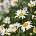 2 Ox-Eye Daisy Plants Live for Planting, 3-Inch Pot, Established Live Flowering Plant, Drought Tolerant White Daisy for Sun and Borders