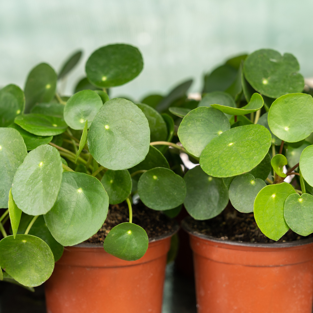 2 Chinese Money Plant Live House Plant in 2 Inch Pot, Pilea Peperomioides Plant Live, Attractive Indoor Greenery for Desks, Shelves & Small Spaces, Real Plants for Home & Office Décor