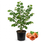 (No Ship to CA,HI,AK) Hazelnut Trees Live Plants in 3 Gallons Pot, Hazelnut Tree 2-3 Feet, Nut-Bearing Plant for Outdoor Gardens, Edible Landscaping and Home Orchard Use