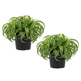 2 Curly Spider Plant Live in 4 Inch Pot, Live Spider Plants Indoor, Air-Purifying, Low Maintenance, Perfect for Home and Office Décor, Easy Care Starter Plants