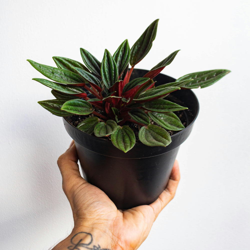 Peperomia Rosso Live Plant, 4 Inch Pot, Potted Emerald Ripple Peperomia, Two-Tone Green and Red Indoor Plant for Home and Office Décor