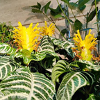 Zebra Aphelandra Plant in 4 Inch Pot, Aphelandra Squarrosa, Real Houseplant for Room & Office, Easy to Grow