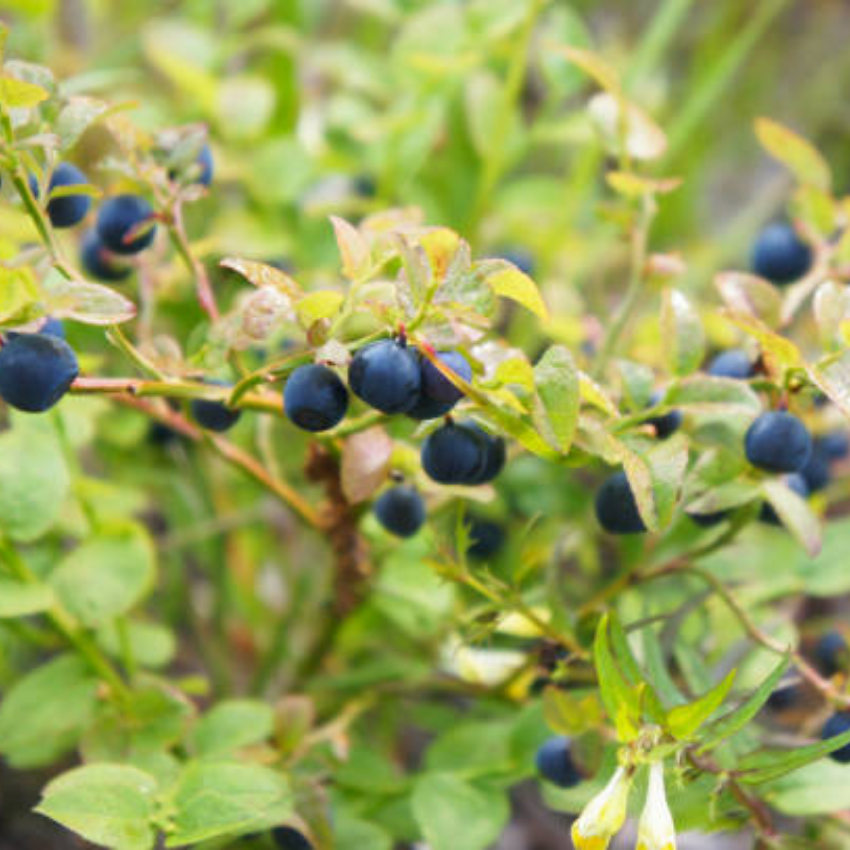 Small Huckleberry Live Plants, 3-4 Inch Tall Bare Root Seedlings, Vaccinium Native Berry Shrub, Edible Fruit Bearing Plant for Landscapes