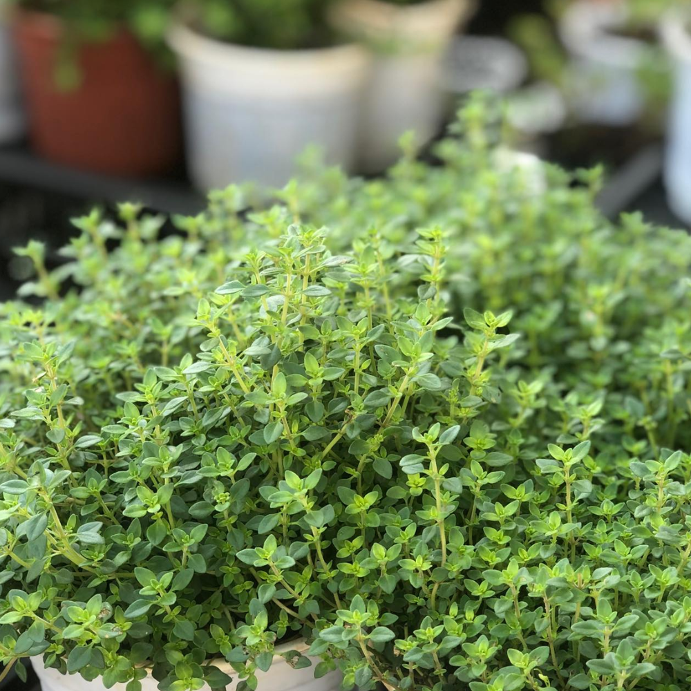 Lemon Thyme Plants Live, 4 Inch Tall Starter, Fragrant Citrus Herb for Culinary Gardens and Potted Porches