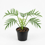 Philodendron Tortum Live Plant in 4 Inch Pot, Rare Style Indoor Plant for Tabletop Display, Gifting and Houseplant Collections