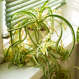 2 Spider Plants Live House Plants, Spider Plant in 2 Inch Pot, Low Maintenance, Thrives in Home & Office, Perfect for Plant Enthusiasts