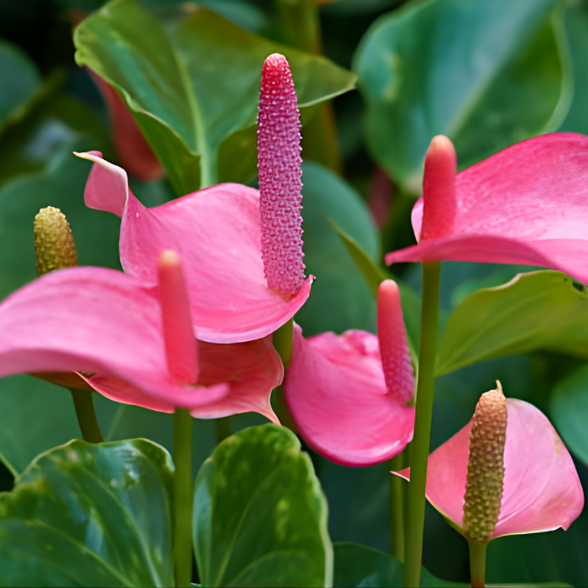 Anthurium Flamingo Flower Plant, Pink Anthurium Plant Live in 4 Inch Pot, Air Purifying Flowering Indoor Houseplant, Home, Room, or Office Décor, Easy to Grow