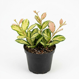 Hoya Plant, Rare Hoya Australis Lisa, 4 Inch Pot, Easy Care Climbing Vine, Green Wax Foliage for Shelves and Hanging Pots