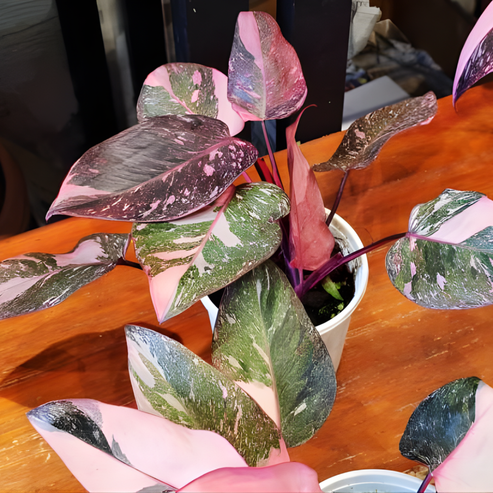 2 Thai Constellation Monstera Plant, Red Philodendron | 2 Collection Rare Houseplants| Size 4-6 Inc | Variegated Leaves Philodendron Plant | Unique Gift for Mom, Friend, Women, Her, Birthday Gifts