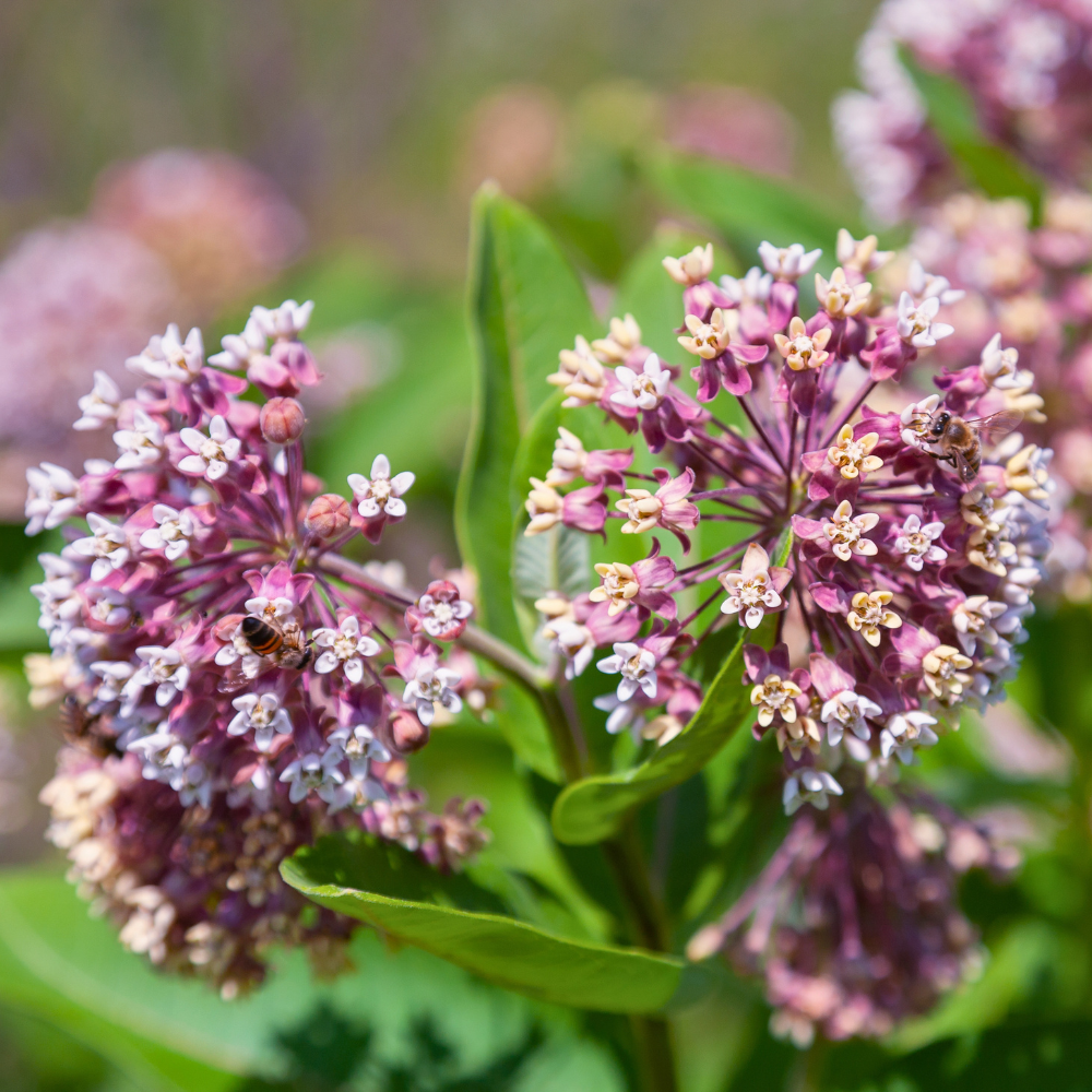 50 Pcs Showy Milkweed Seeds for Planting Outdoors, Non-GMO Heirloom Perennial Flowers, Low Maintenance Pink Blooms for Butterfly Yard Borders