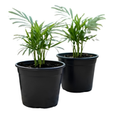 2 Parlor Palm Live Plant Indoor, 2" Potted Plant, Easy Care Indoor Greenery, Compact Tropical Foliage for Home and Office Décor