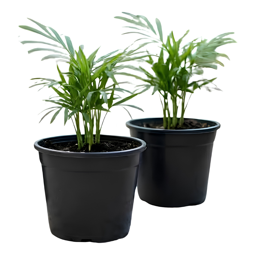 2 Parlor Palm Live Plant Indoor, 2" Potted Plant, Easy Care Indoor Greenery, Compact Tropical Foliage for Home and Office Décor
