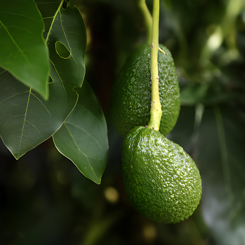 (No Ship to CA,HI,AK) HASS Avocado Tree Live Plants – 2.5–3 Ft Live Plant | Delicious Avocados for Fresh Eating & Home Gardening
