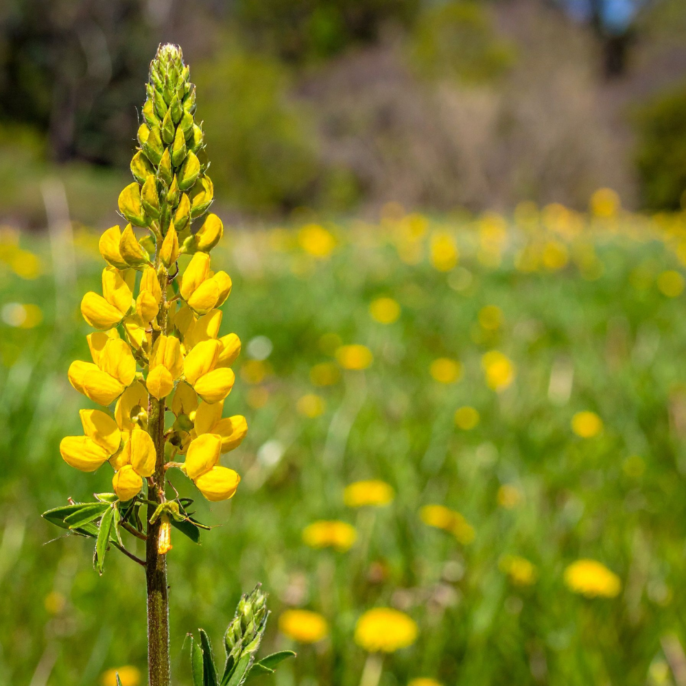 50 Pcs Yellow Russell Lupine Seeds for Planting Outdoors, Non-GMO Heirloom Wildflowers, Low Maintenance Tall Golden Floral Spikes for Yard Borders
