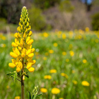 50 Pcs Yellow Russell Lupine Seeds for Planting Outdoors, Non-GMO Heirloom Wildflowers, Low Maintenance Tall Golden Floral Spikes for Yard Borders