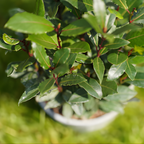 Bay Leaf Tree Live Plant | Laurus Nobilis Sweet Bay Tree | Bay Laurel Plant - 6 to 10 Inch Tall Starter Plant for Home & Garden, Well-Rooted