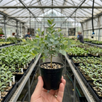2 Large Lemon Eucalyptus Plant Live, Fast Growing & Sun-Loving Live Eucalyptus Tree Plants for Patio, Porch and Deck