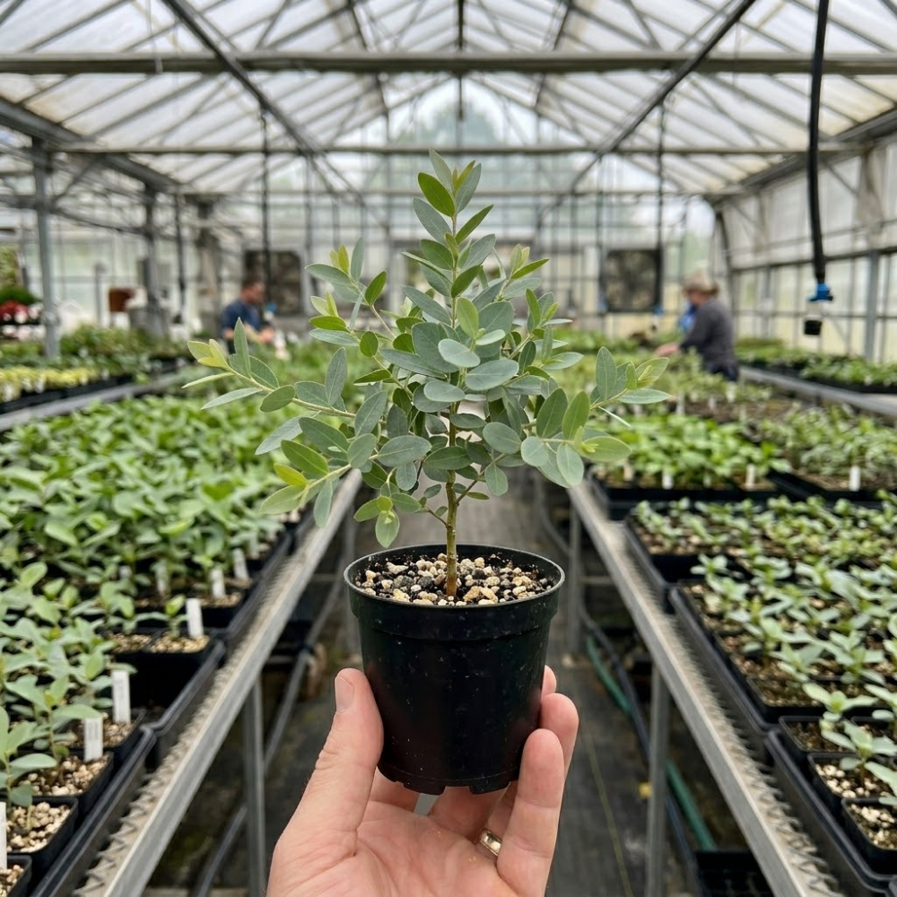 2 Large Lemon Eucalyptus Plant Live, Fast Growing & Sun-Loving Live Eucalyptus Tree Plants for Patio, Porch and Deck