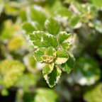2 Swedish Ivy Plants Live House Plants | Swedish Ivy in 3.25 Inch Pot | Lush Trailing Greenery for Indoor Spaces, Desks & Window Areas