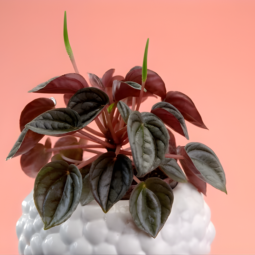 Peperomia Live Plant, Peperomia ‘Rosso’, 4" Pot, Easy Care Indoor Greenery, Decorative Pointed Foliage for Desks and Bright Spaces