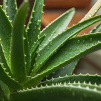Aloe Vera Aloe Vera Live Plant for Planting in Size 2 Pot | Vibrant, Low-Maintenance Aleo Plant for Patio, Balcony & Indoor Spaces | Perfect for Plant Enthusiasts & Beginners