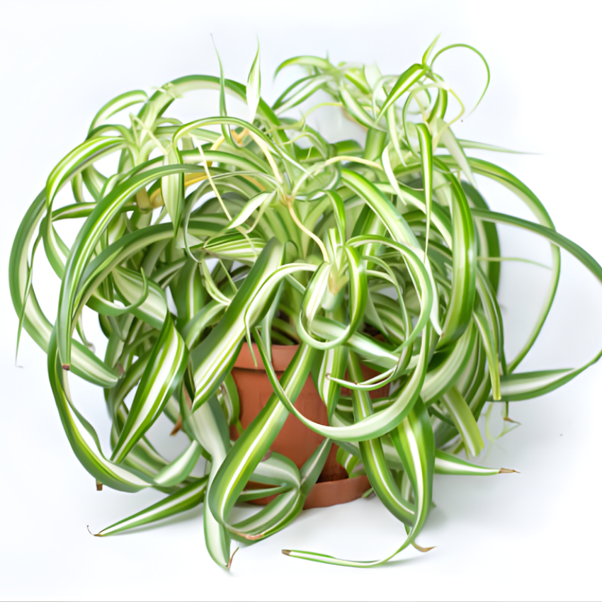 Curly Spider Plant Live in 2 Inch Pot, Live Spider Plants Indoor, Air-Purifying, Low Maintenance, Perfect for Home and Office Décor, Easy Care Starter Plants