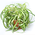 Curly Spider Plant Live in 2 Inch Pot, Live Spider Plants Indoor, Air-Purifying, Low Maintenance, Perfect for Home and Office Décor, Easy Care Starter Plants