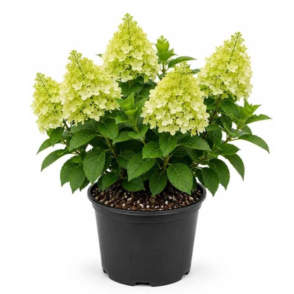 Hydrangea Plants Live, Live Hydrangea Plant in Quart Pot, Well-Rooted Cold-Hardy Shrub, Two-Toned Blooms for Gardens